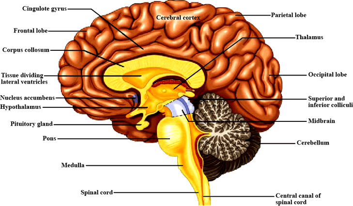 Human Brain PNG