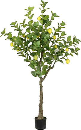 Lemon Tree PNG