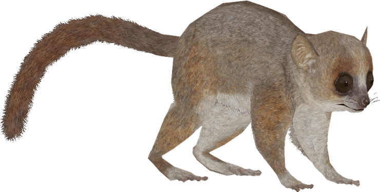 Lemur PNG