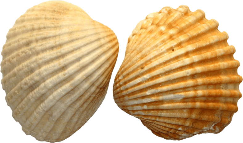 Seashell PNG
