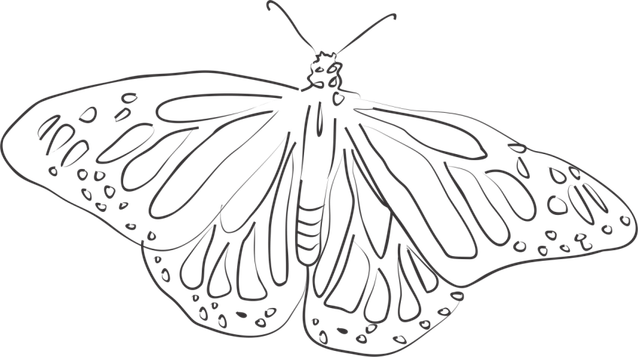 Butterfly Black And White PNG