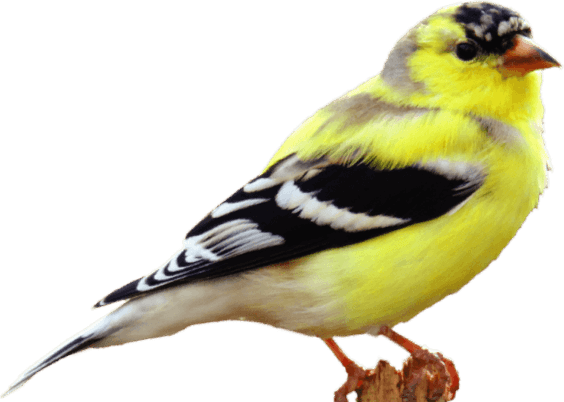 Finch Bird PNG