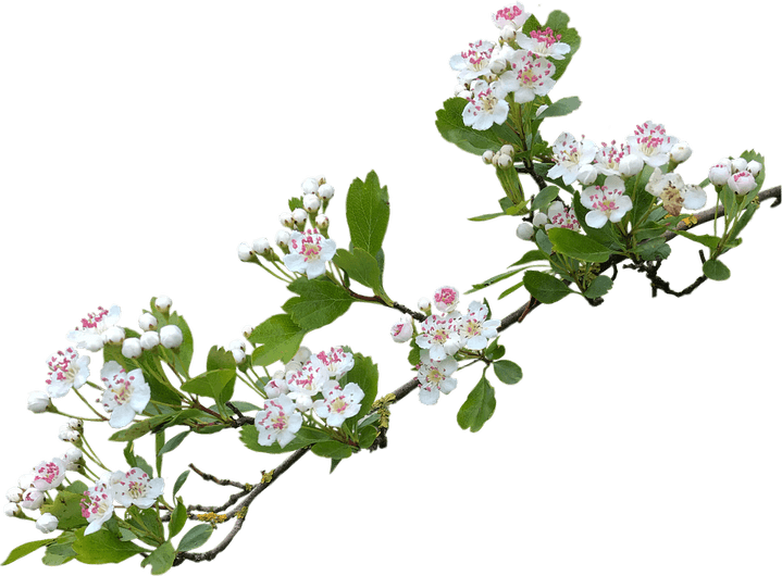Hawthorn Flower PNG