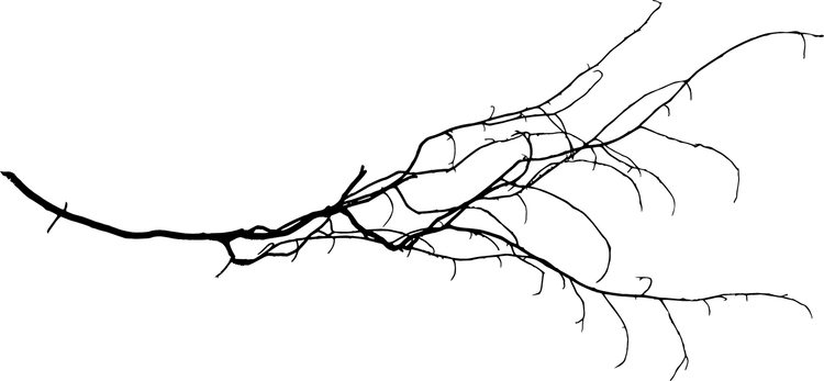 Branches PNG