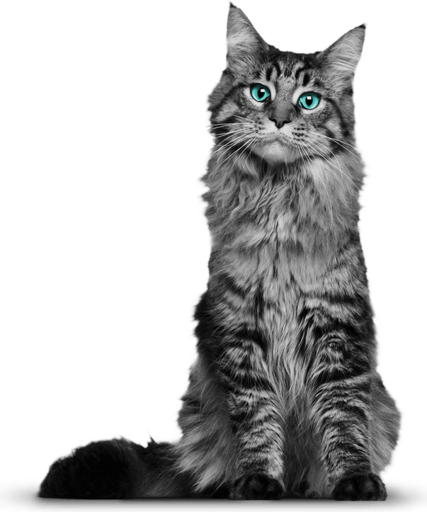 Cat PNG
