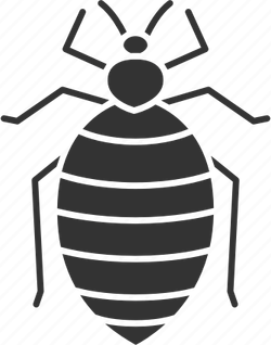 Bed Bug PNG