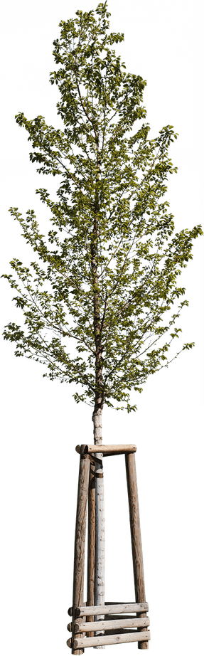 Hornbeam Tree PNG