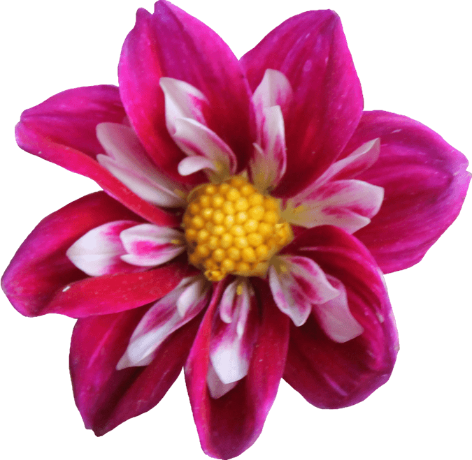 Dahlia PNG