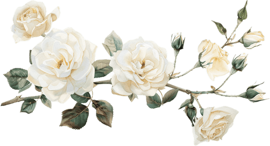 White Rose Border PNG
