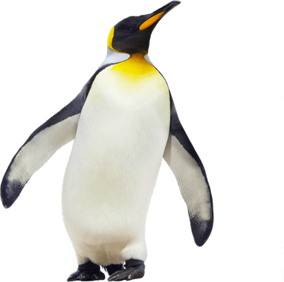 Emperor Penguin PNG