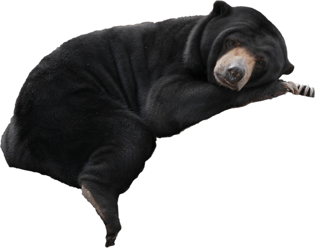 Malayan Sun Bears PNG