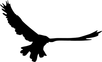 Bird Flying PNG