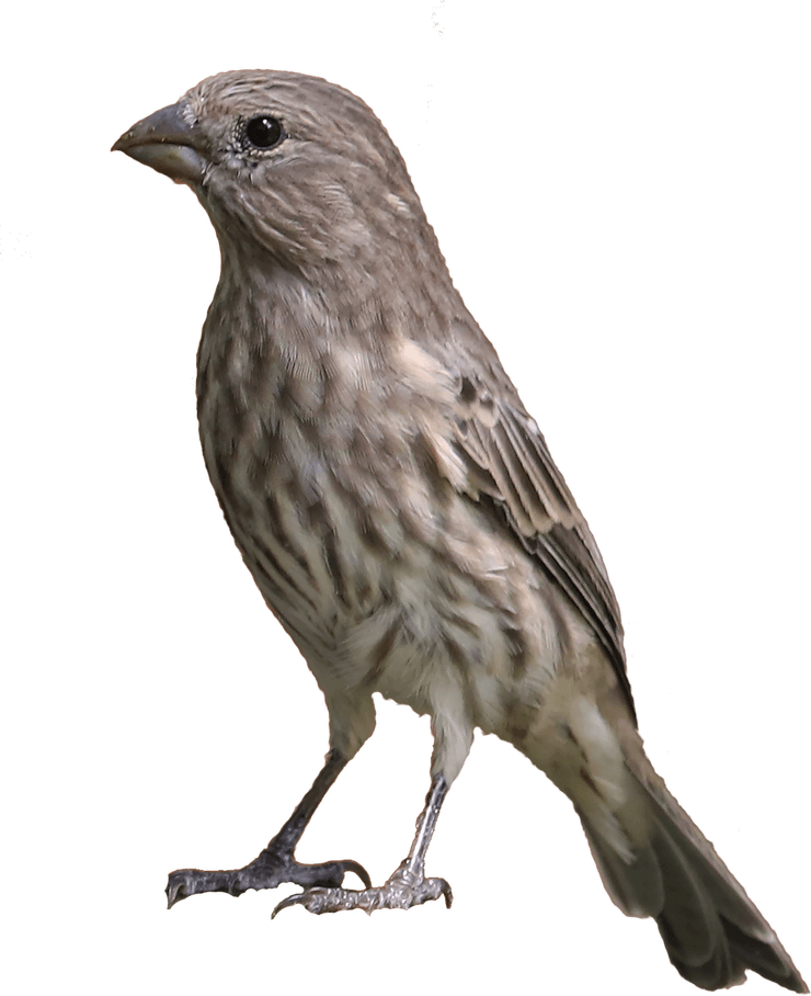 Finch PNG