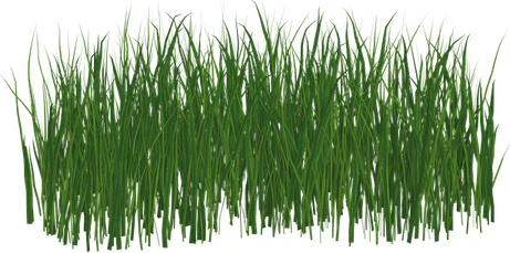 Wild Grass PNG