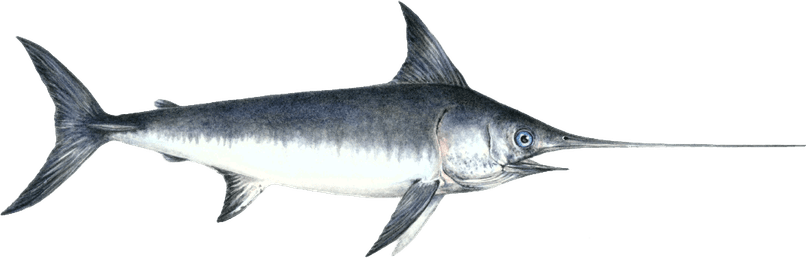 Sword Fish PNG