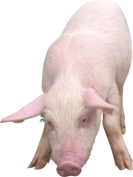 Piglet PNG