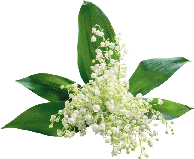 Lily Of The Valley PNG