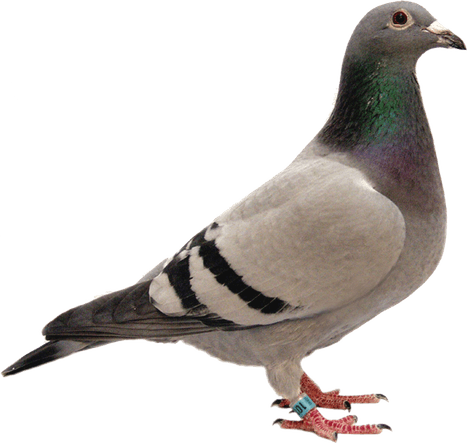 Rock Dove PNG