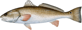 Red Drum Fish PNG