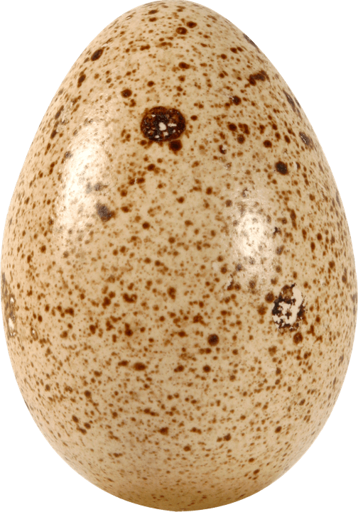 Snake Egg PNG
