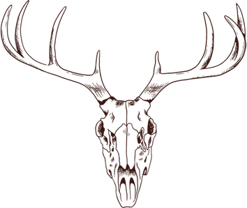 Deer Skull PNG