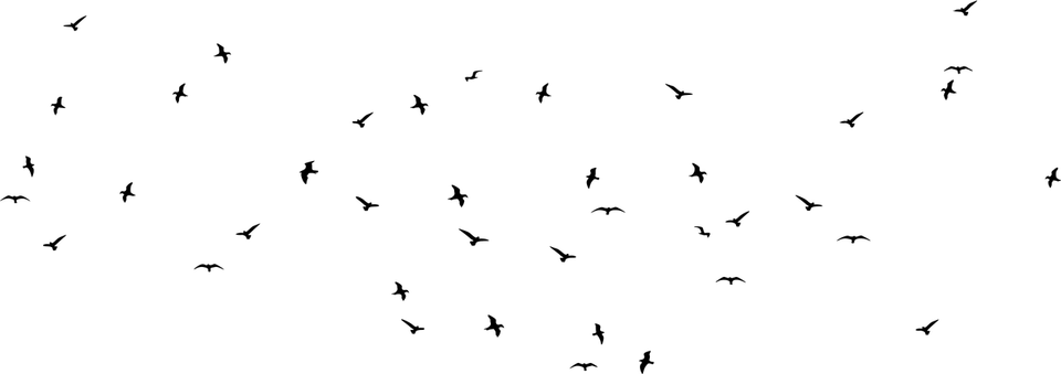 Birds Flying PNG