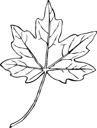 Leaf Black And White PNG