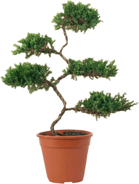 Juniper Tree PNG