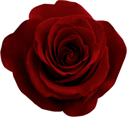 Red Rose PNG