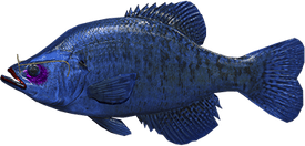 Crappie Fish PNG
