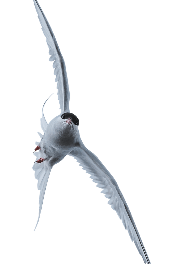 Sternidae PNG