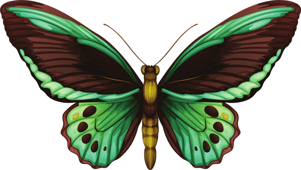 Green Butterfly PNG