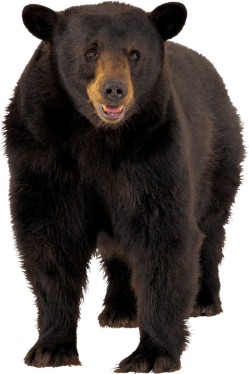 Asian Black Bear PNG