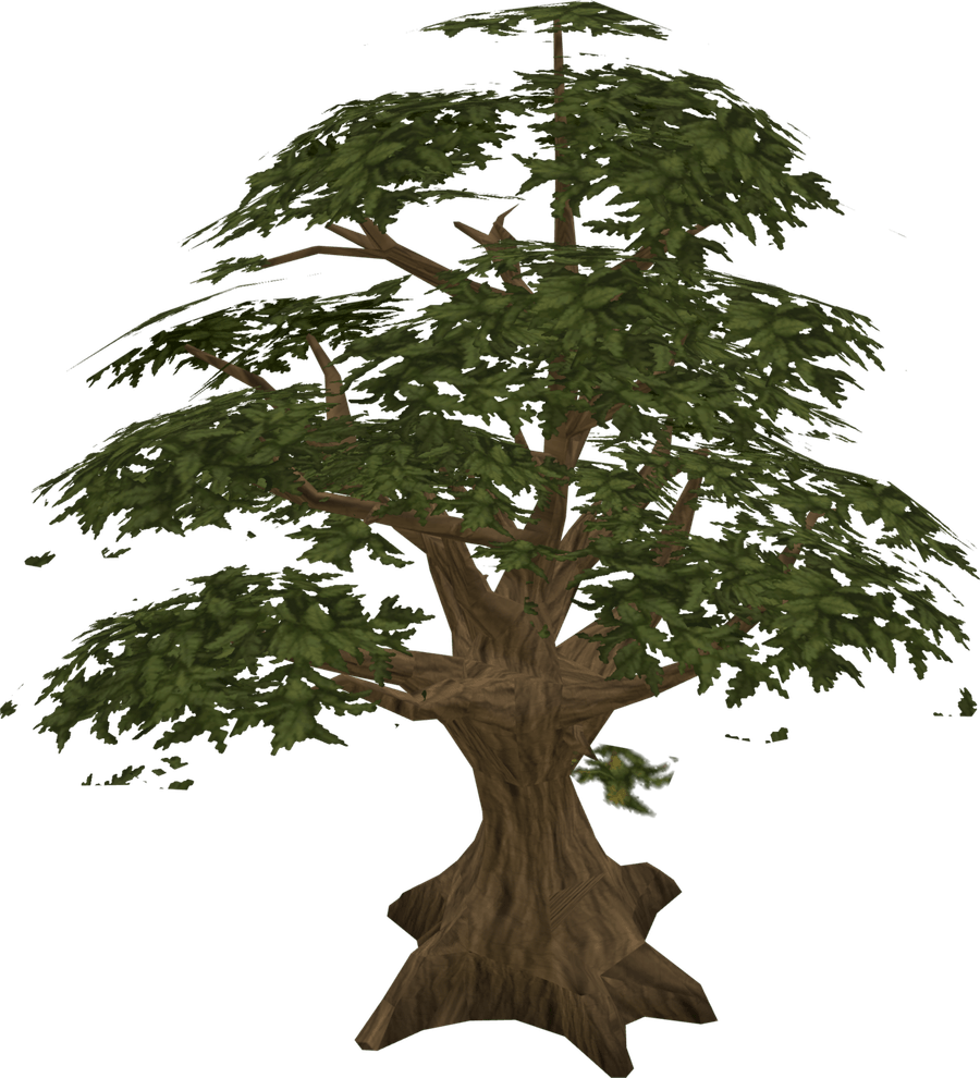 Oak Tree PNG