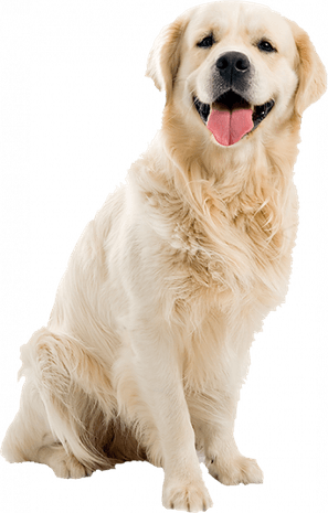 Cute Dog PNG