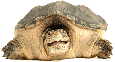Snapping Turtle PNG