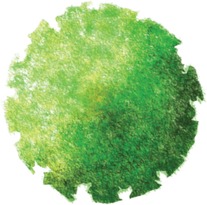 Plan View Tree PNG