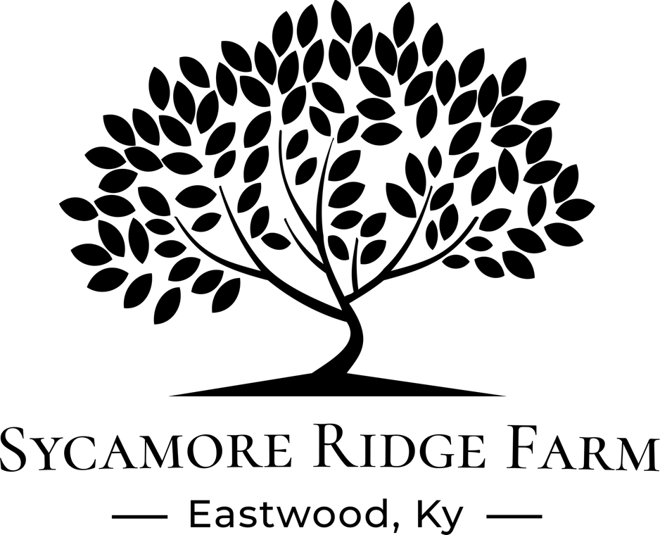 American Elm Tree PNG