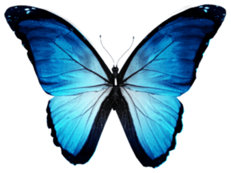 Life Is Strange Butterfly PNG