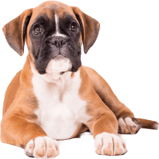 Boxer Dog PNG
