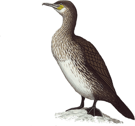 Cormorant PNG