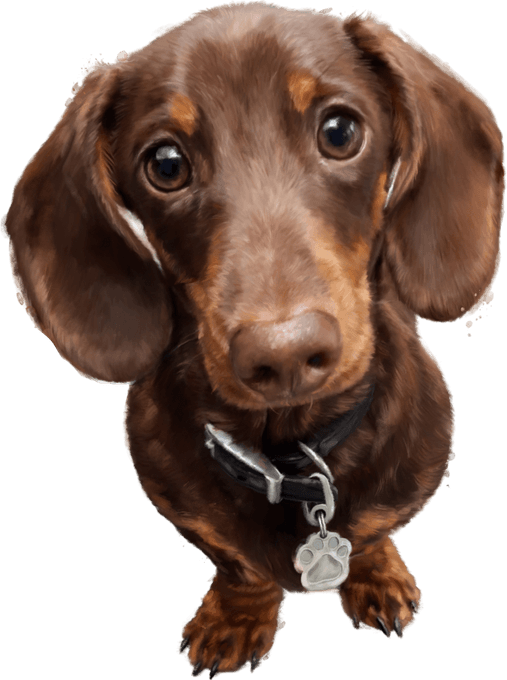 Walter Dog PNG