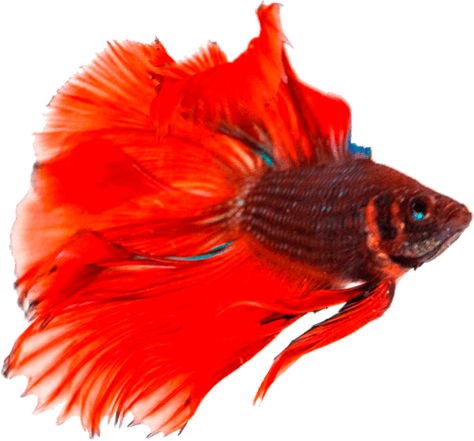 Betta Fish PNG