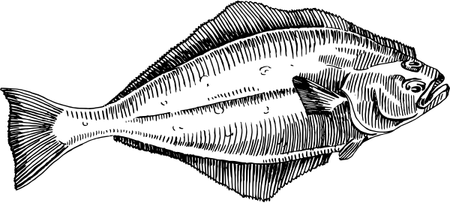 Halibut PNG