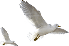 White Bird PNG