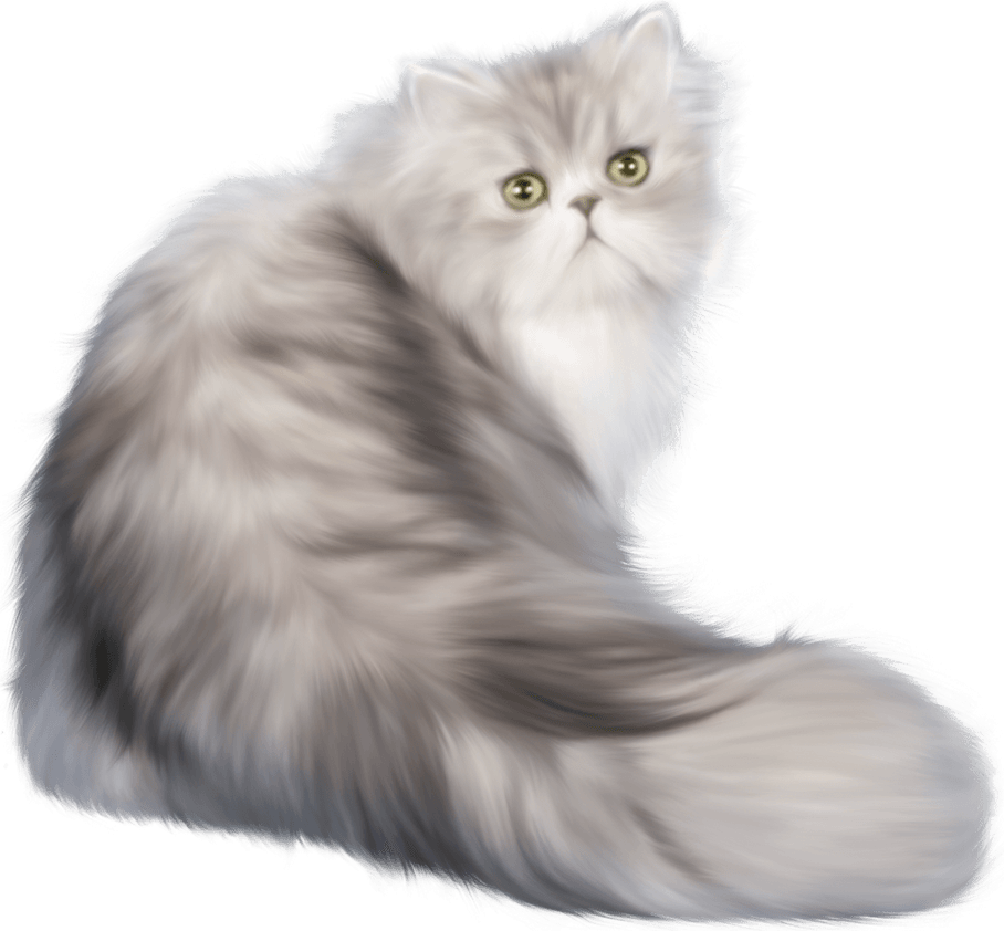 Persian Cat PNG