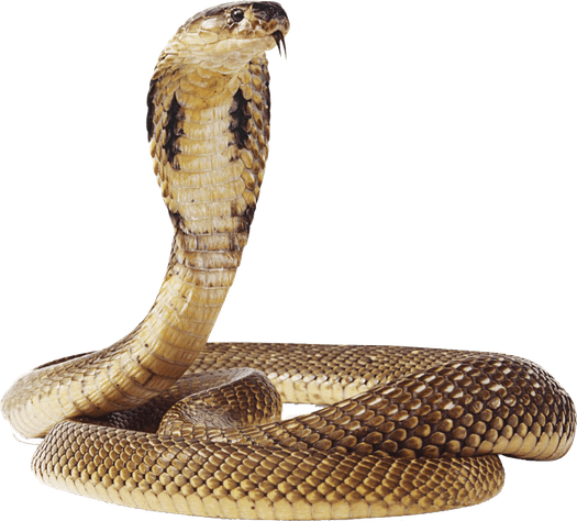 Snake PNG