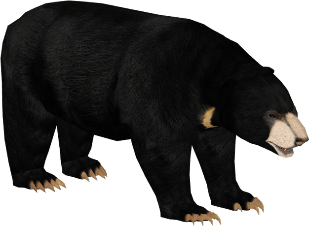 Malayan Sun Bears PNG