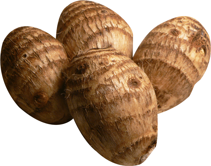 Colocasia Root PNG