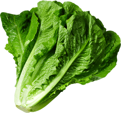 Butterhead Lettuce PNG